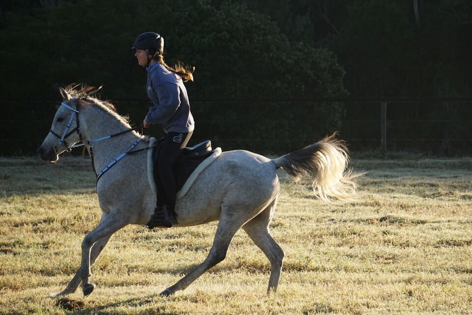 Biothane®️Endurance Bridle, 2 part bridle, deluxe bridle, trekking bridle, bridle. Equestrian, horse tack, endurance tack, biothane tack, bitless bridle, trekking bridle, horse, equine, beta biothane, beta