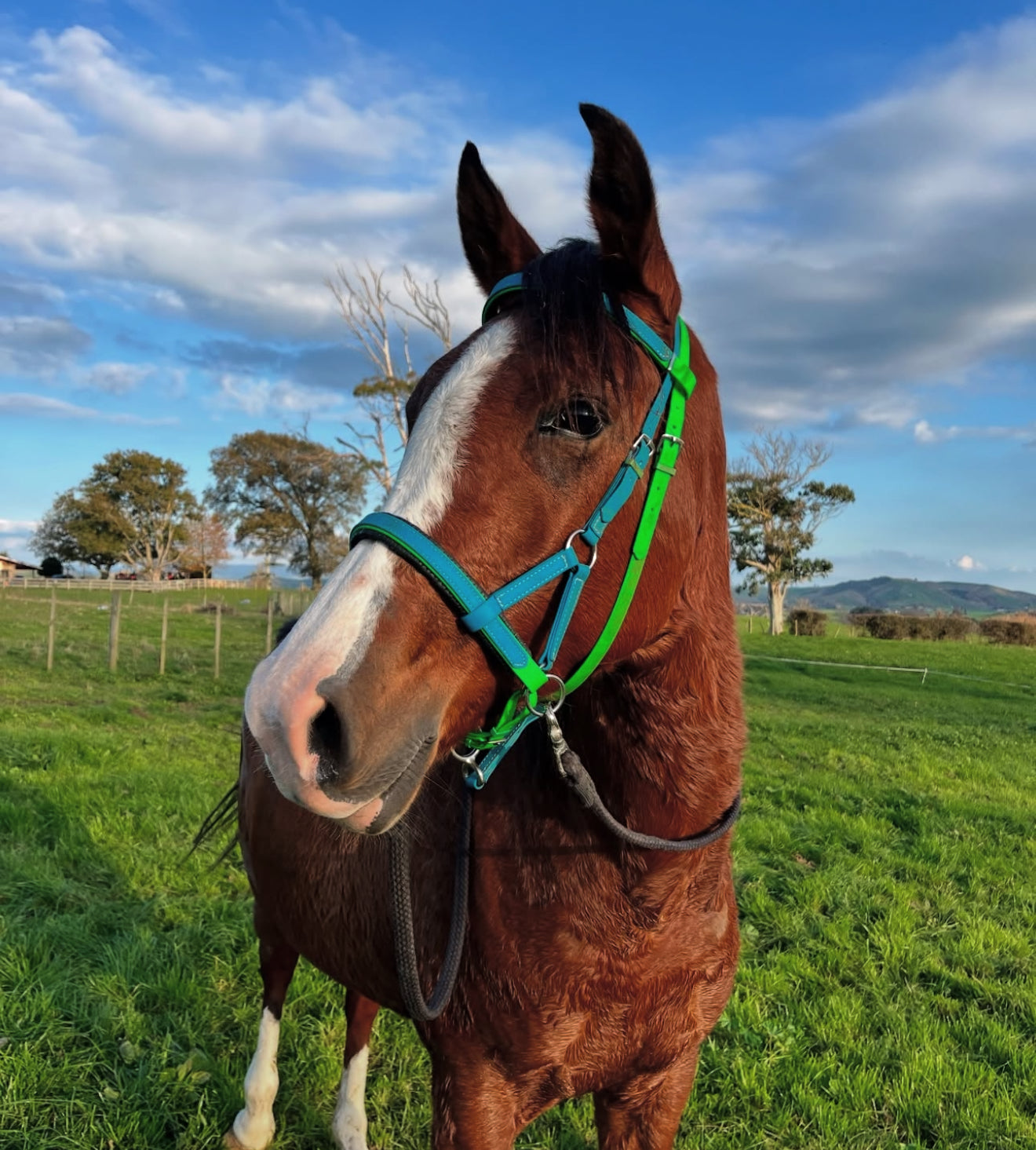 LS Hugo©️ Side Pull Bitless Bridle - Option 2