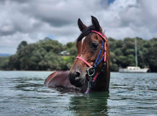 A horse with an LS Deux 2-Part Endurance Bridle, handmade in New Zealand by LS Equestrian from durable Beta® BioThane®, stands gracefully in water. Trees and a sailboat adorn the background under a cloudy sky.