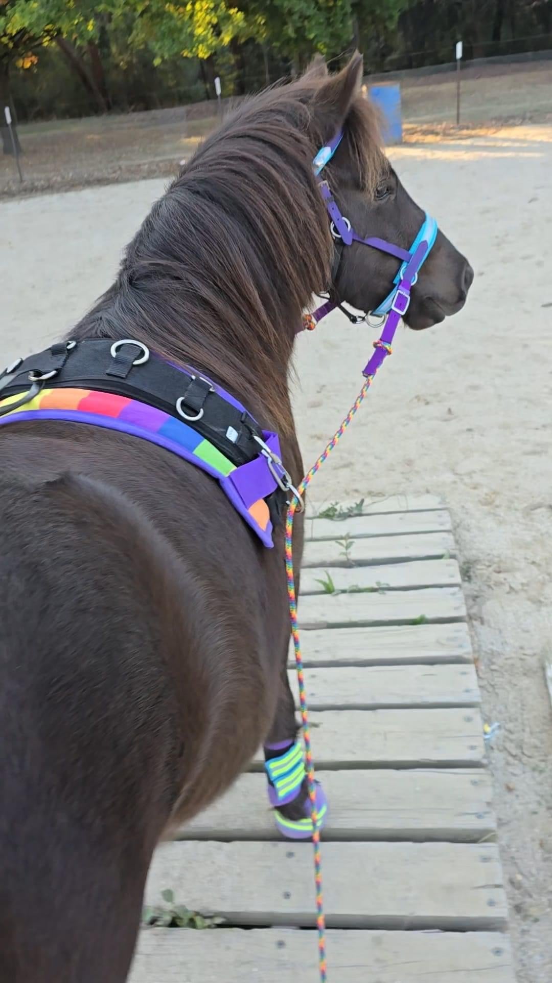 Biothane®️Endurance Bridle, 2 part bridle, deluxe bridle, trekking bridle, bridle. Equestrian, horse tack, endurance tack, biothane tack, bitless bridle, trekking bridle, horse, equine, beta biothane, beta, reflective, reflective biothane, reflective bridle, English bridle, cavesson bridle, Hanoverian bridle, English bridle, bridle with flash, flash noseband, racing bridle, race bridle, hackamore bridle, multi bridle