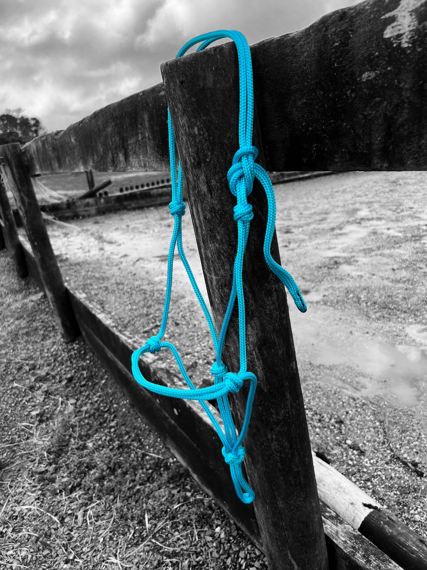 Halter estándar del equipo Earthhorse