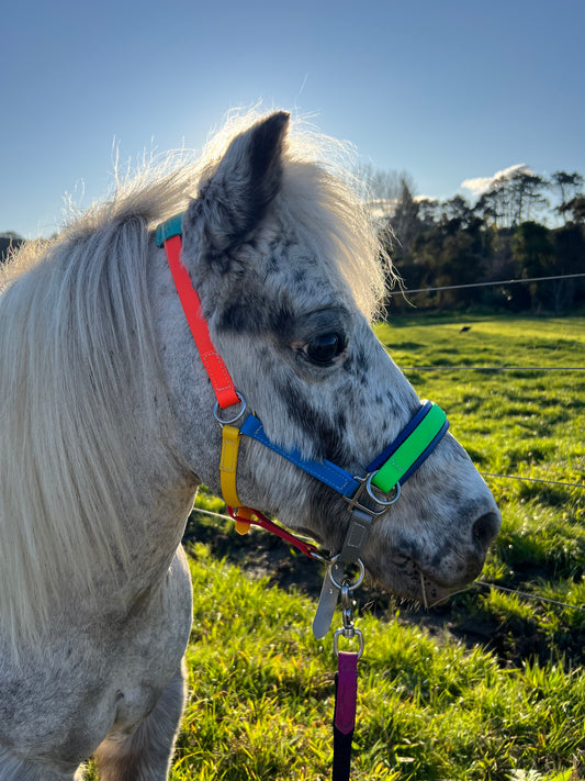 Biothane®️ Endurance Bridle, 2 part bridle, deluxe bridle, trekking bridle, bridle. Equestrian, horse tack, endurance tack, biothane tack, bitless bridle, trekking bridle, horse, equine, beta biothane, beta, reflective, reflective biothane, reflective bridle, English bridle, cavesson bridle, Hanoverian bridle, English bridle, bridle with flash, flash noseband, racing bridle, race bridle, hackamore bridle, multi bridle, kids bridle, kids rainbow bridle, rainbow bridle, halter bridle