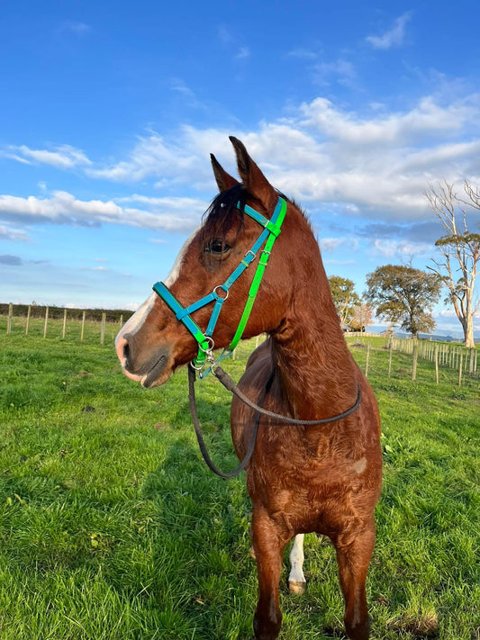 LS Hugo©️ Side Pull Bitless Bridle - Option 2