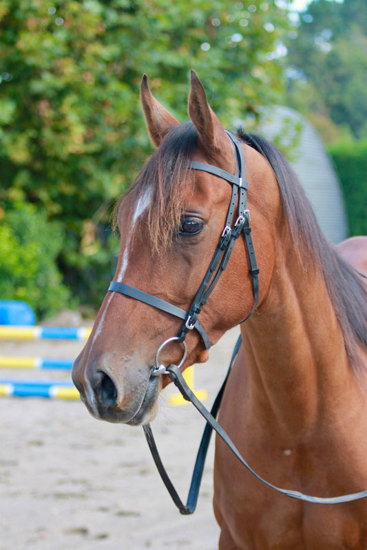 LS BioThane® Show Bridle / In Hand Bridle / Showing Bridle