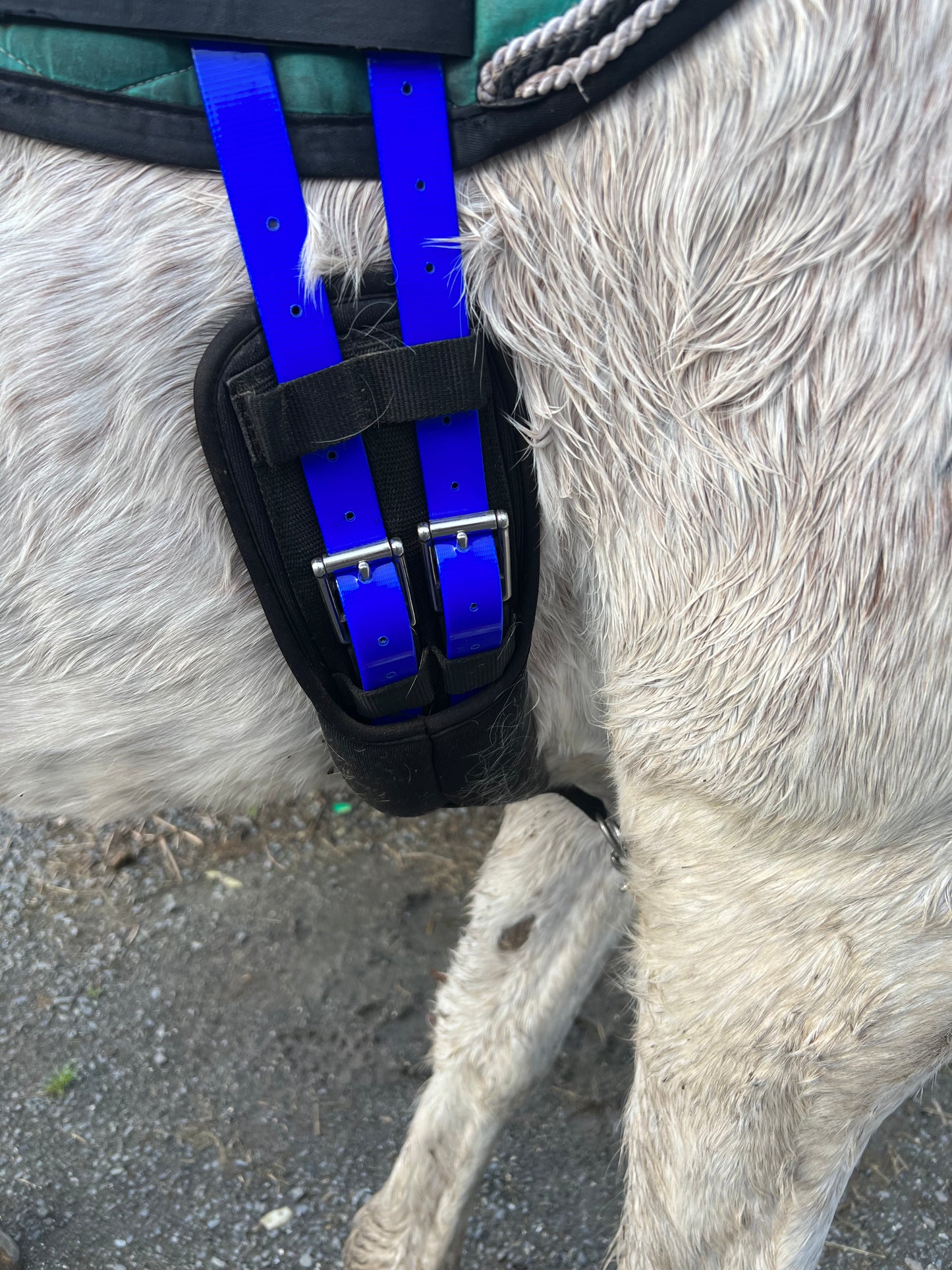 A close-up of a horse's side features two blue LS Equestrian Girth Billets, secured with metal buckles. The horse's white fur appears slightly wet, and part of its leg can be seen against a gravelly background. These Girth Billets are ready to ship for your convenience.