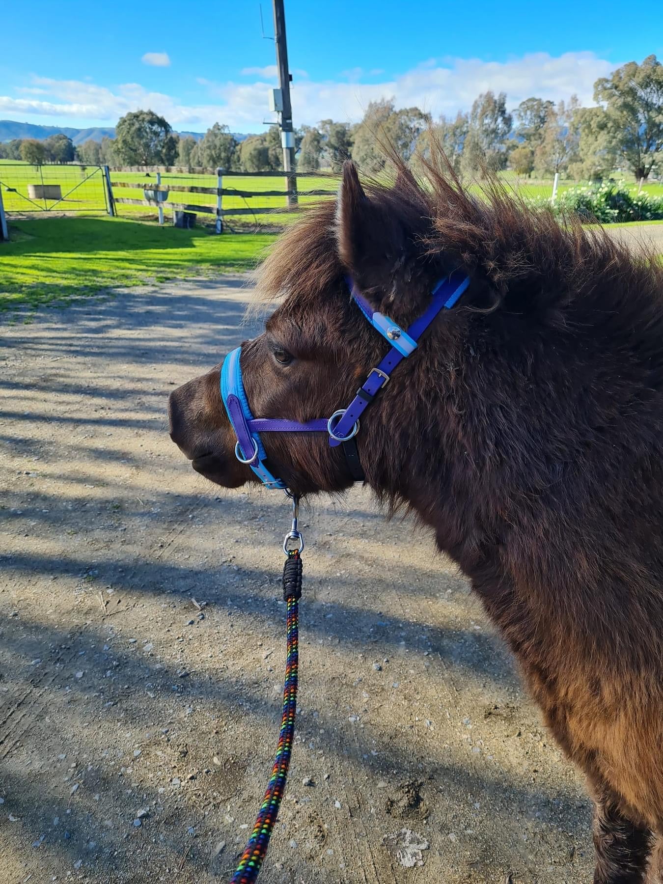 A small brown pony, fitted with LS Equestrian's Reflective Multi Bridle Option 2 - Design Your Own, stands on a dirt path. A colorful lead rope complements the bridle. In the background, trees, grassy fields, and a clear blue sky create a serene scene.