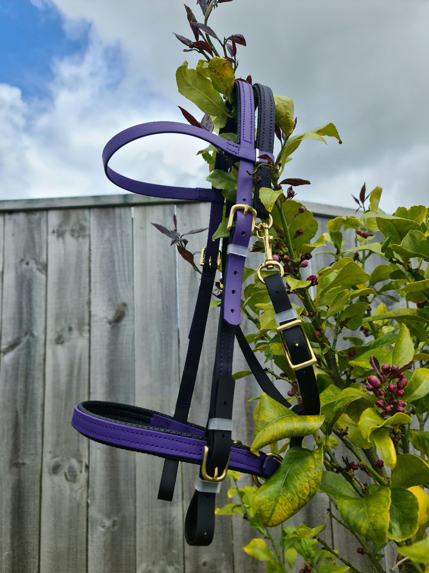A custom Simplicity Bridle - Black & Violet from LS Equestrian, featuring gold buckles and ideal for endurance riders, hangs from a leafy branch. A wooden fence and a cloudy sky set the stage for this bridle, which harmoniously blends durability with elegance.