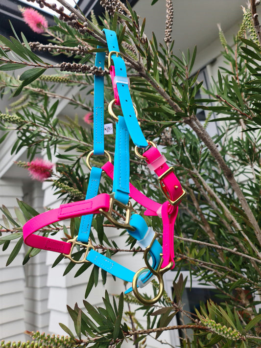 A vibrant LS Halter from LS Equestrian, in Passionfruit Pink and Light Blue with gold buckles, hangs gracefully on a leafy plant adorned with pink flowers. In the background, a white house exterior adds an elegant touch to this colorful scene.
