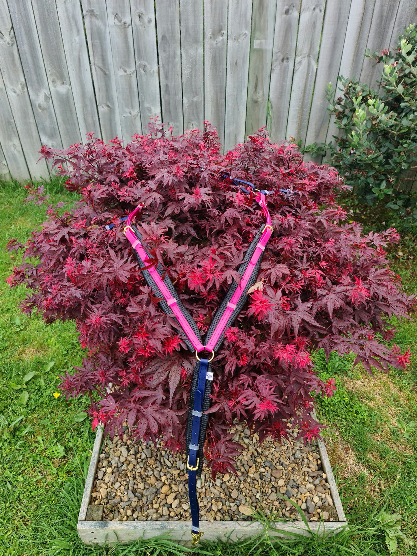 Padded Breastplate - Passionfruit Pink & Navy