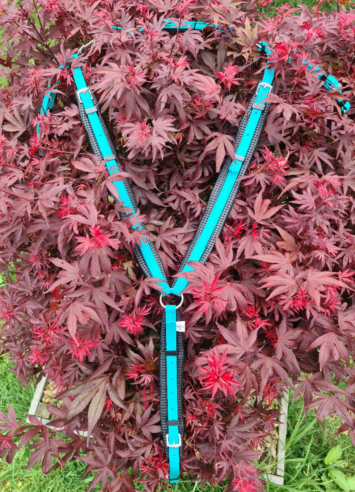 A Padded Breastplate in Teal from the LS Equestrian brand is displayed on the deep red leaves of a Japanese maple tree, creating a striking contrast. The background reveals hints of green grass.