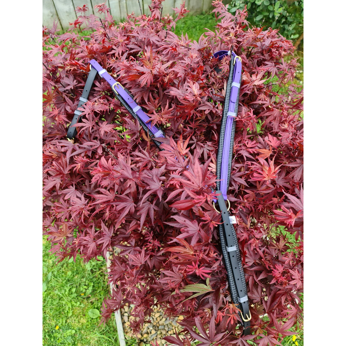 Padded Breastplate - Violet & Black