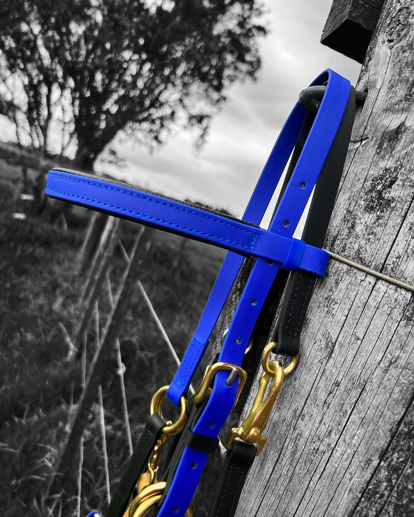 A striking LS Equestrian LS Enduro Bridle in royal blue with black and gold accents is draped over a weathered wooden post in a picturesque countryside setting. The muted black-and-white landscape, accented by hints of grass and trees, provides endurance riders with a stunning backdrop.