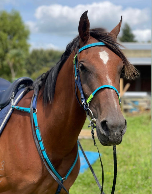 In a green field, a brown horse with a white stripe on its forehead wears an LS Equestrian LS Deux 2-Part Endurance Bridle in blue and green, crafted from Beta® BioThane®. Blurred trees and a building appear under a cloudy sky, highlighting New Zealand craftsmanship.