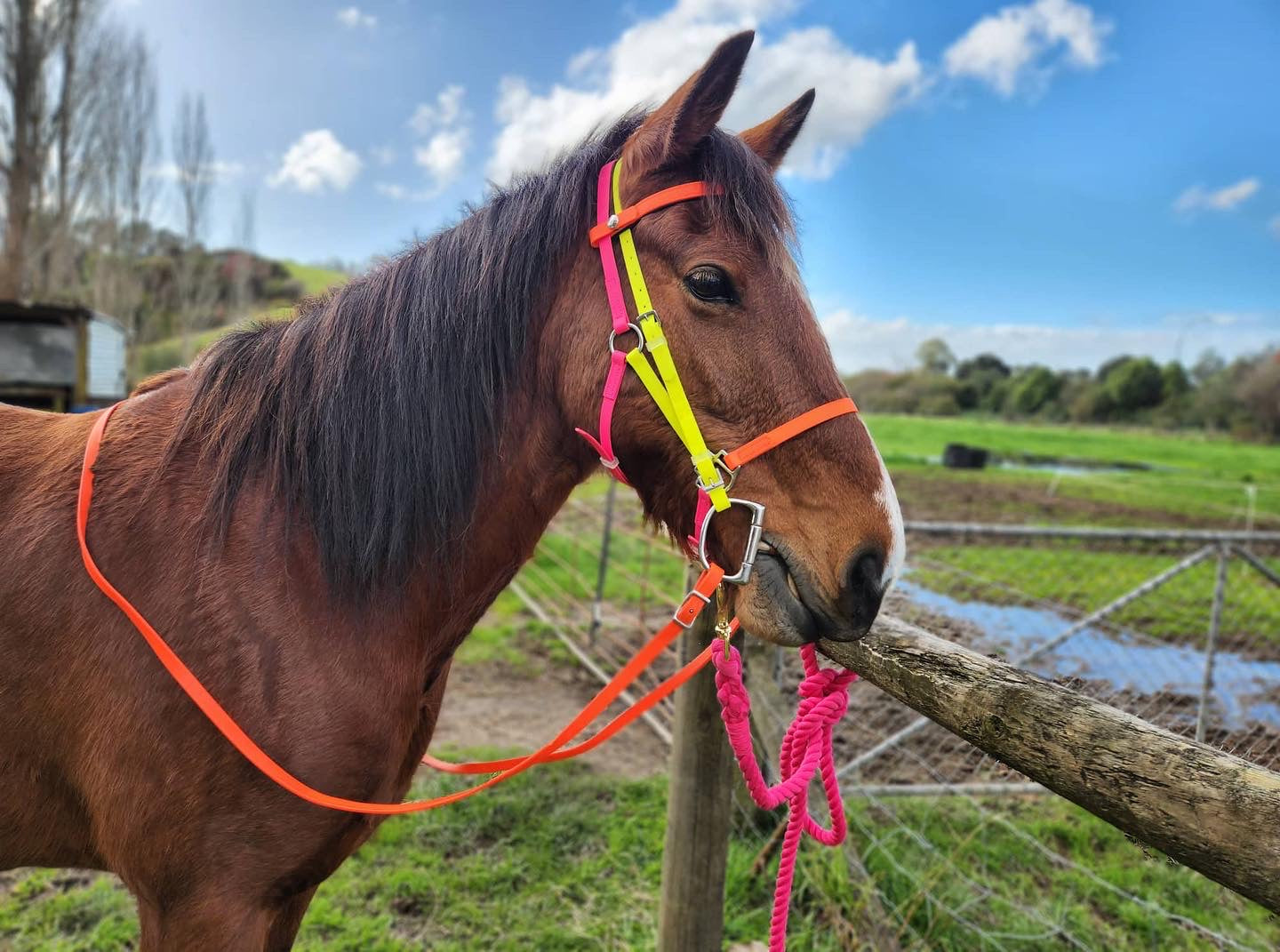 A brown horse stands next to a wooden fence, wearing an LS Deux Rainbow Bridle in Fluro Orange, Fluro Yellow, and Hot Pink from LS Equestrian, crafted from BioThane. The background shows a grassy field, a few trees, and a partly cloudy sky.