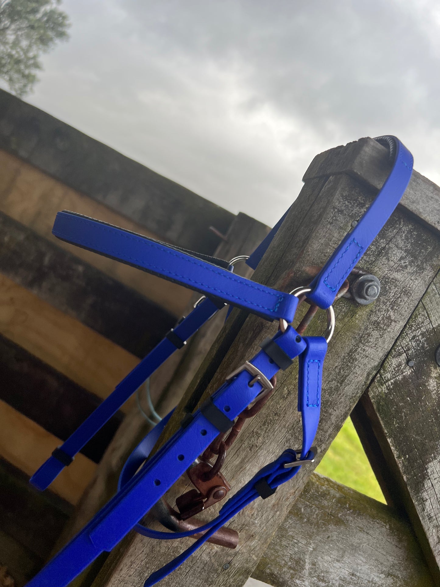 Cabezada LS Barcoo - Azul Real