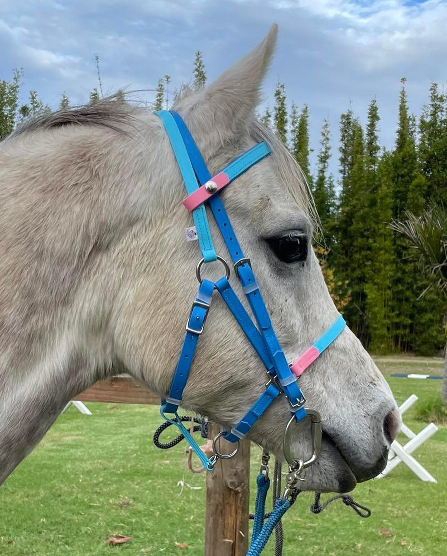 A close-up of a gray horse wearing an LS Equestrian's LS Deux Bridle in Cyan Blue, Light Blue & Pastel Pink, standing outdoors on grass with trees behind it. The horse is facing left, its bridle meticulously crafted with durable Beta BioThane strapping. The sky is partly cloudy.