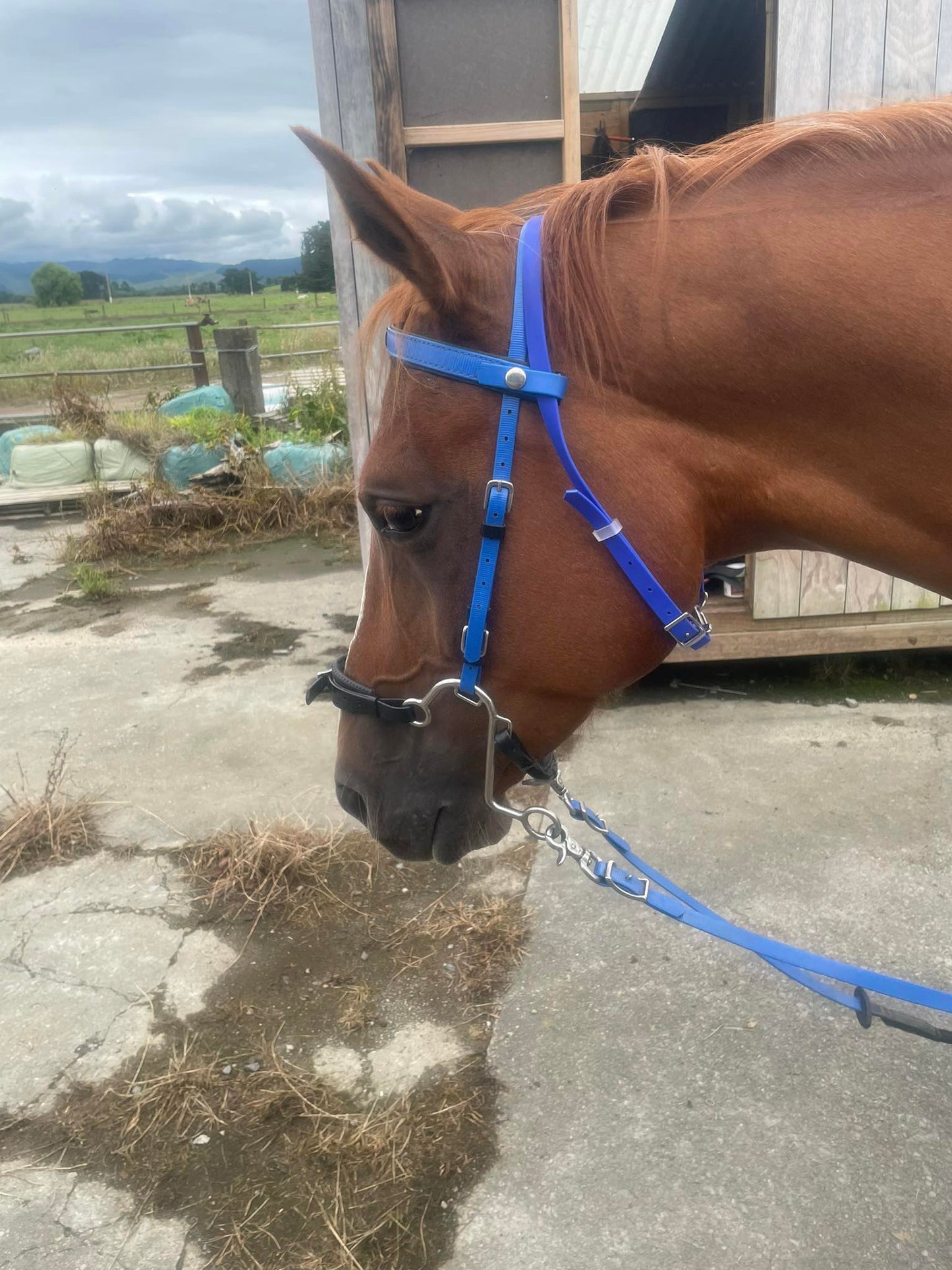 A chestnut horse, outfitted with a blue bridle featuring LS Equestrian's "Design your own - Separate throatlash" and stainless steel fittings, stands outside a wooden stable. The backdrop showcases a rural landscape with fields and cloudy skies.
