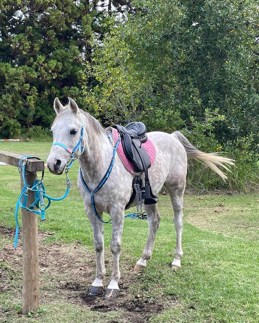 LS Deux Bridle - Light Blue, Cyan Blue with a touch of pastel pink