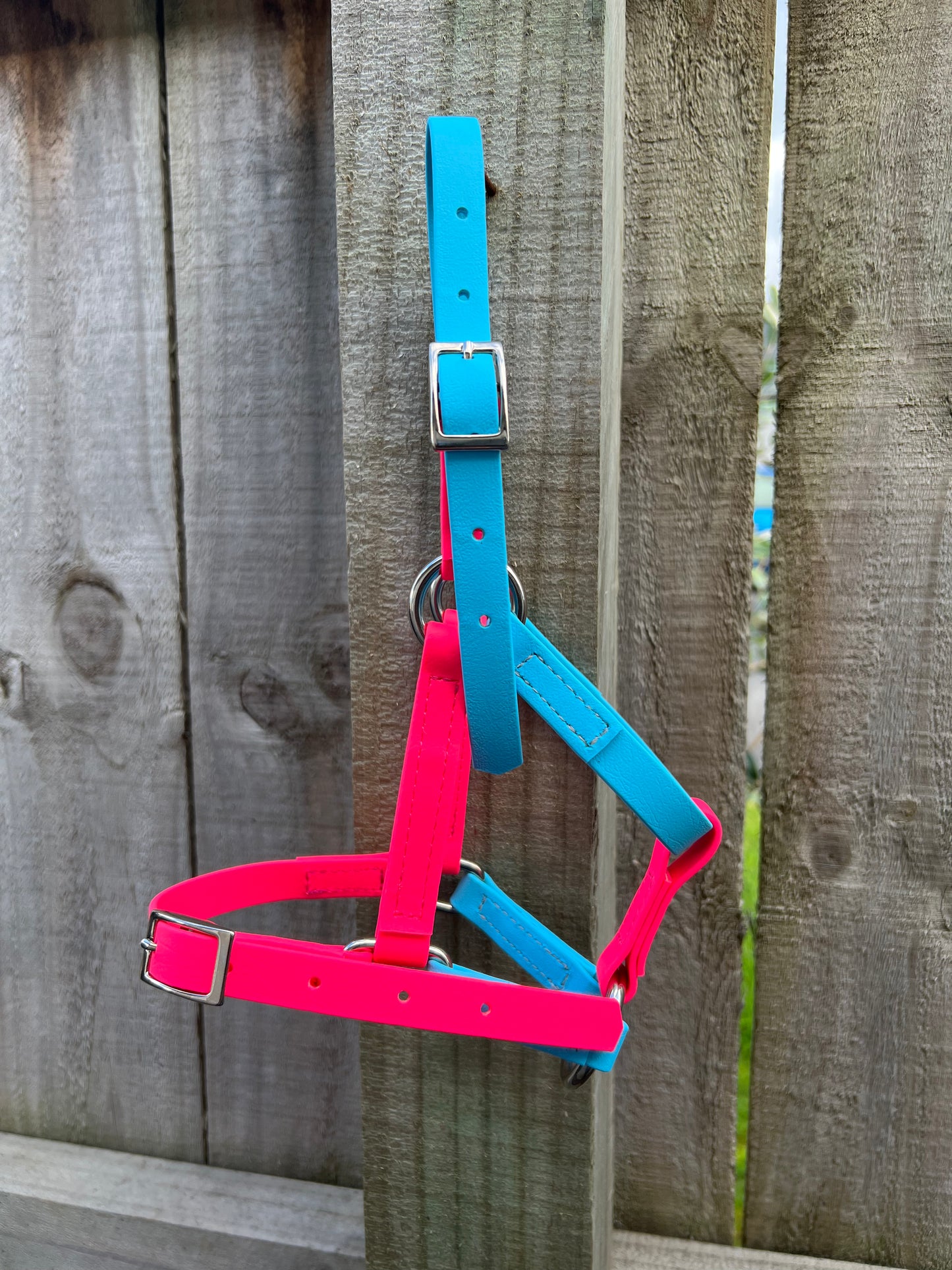 Yearling Halter - Light Blue & Bright Pink