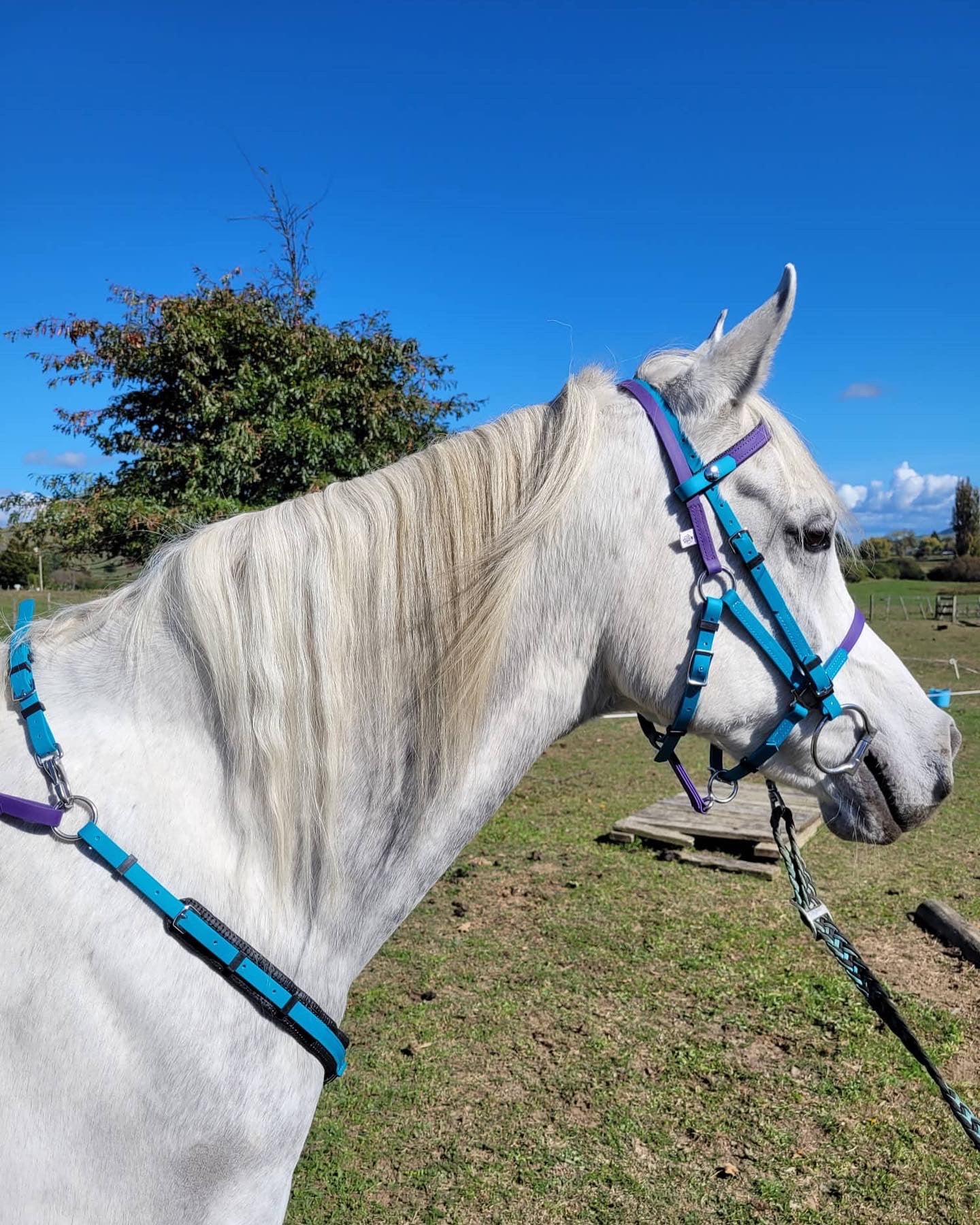 Biothane®️ Endurance 2 Part Bridle, BioThane®️ Endurance Breastplate