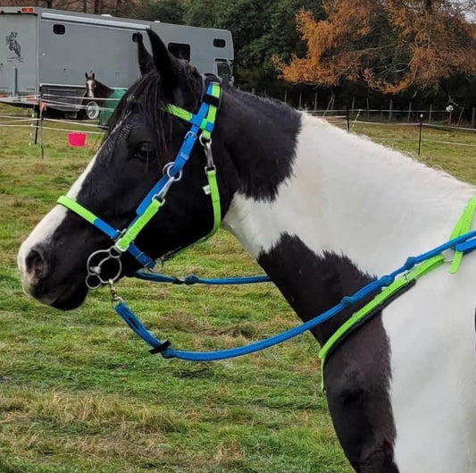 A black and white horse stands in a grassy field wearing a blue and neon green LS Enduro Bridle by LS Equestrian. A horse trailer and another horse are in the background, highlighting Beta BioThane's versatile custom color options for equestrian gear.