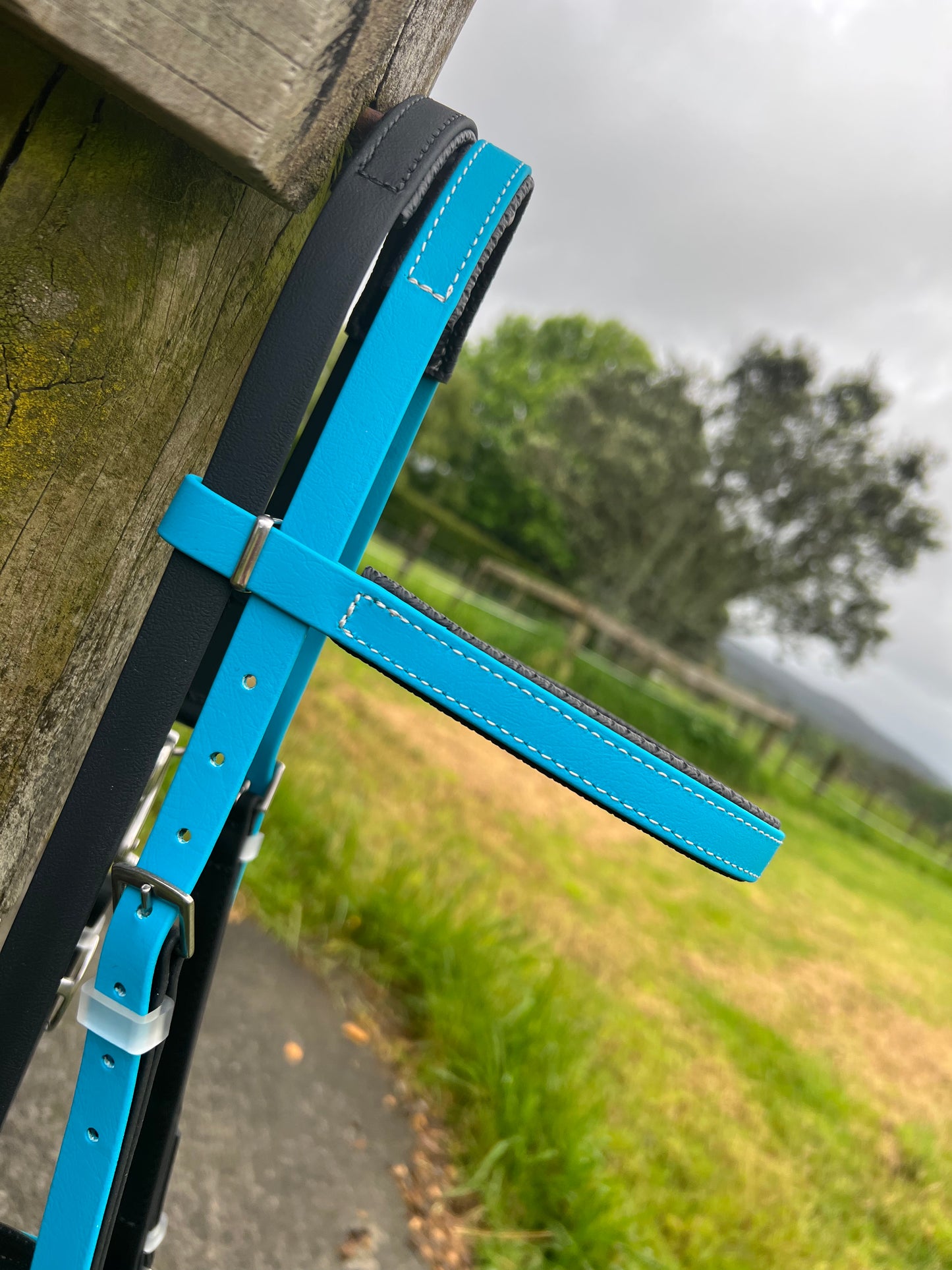 Simplicity Bridle - Black & Lagune