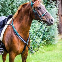 LS Reins Colour Ideas