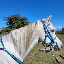 Breastplate & Martingale Colour Ideas