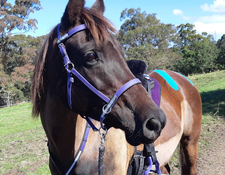 LS Multi-Function BioThane® Bridles