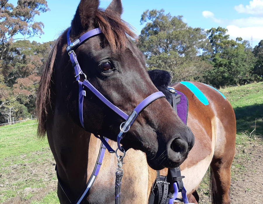 Multi Bridles