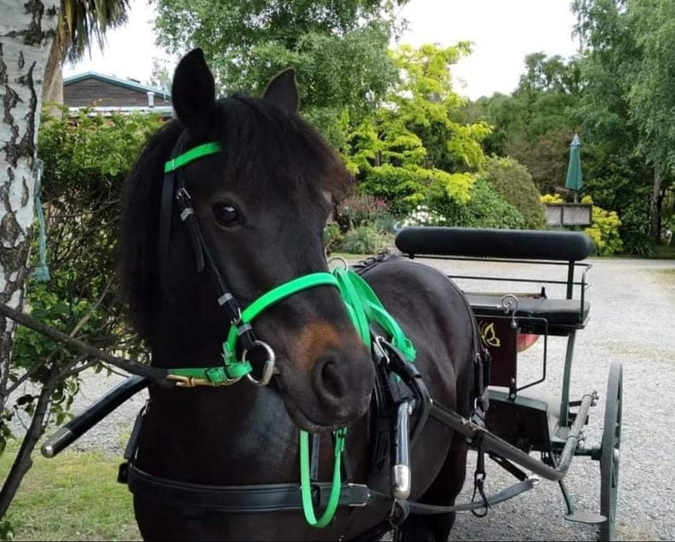 A dark brown horse with a vibrant green bridle is harnessed to a carriage in a lush, green outdoor setting. The horse looks directly at the camera, surrounded by trees and garden scenery.