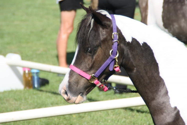 A black and white horse with pink and purple halter standing on grass. People and other horses are blurred in the background.
