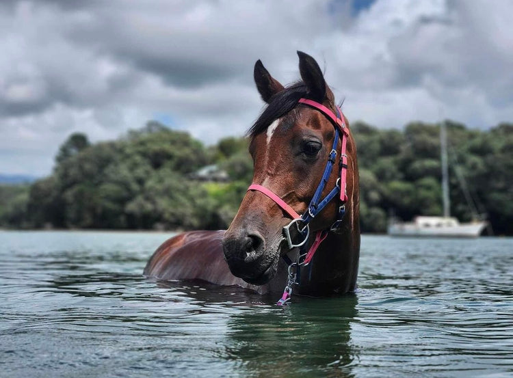 Biothane®️Endurance Bridle, 2 part bridle, deluxe bridle, trekking bridle, bridle. Equestrian, horse tack, endurance tack, biothane tack, bitless bridle, trekking bridle, horse, equine, beta biothane, beta 
