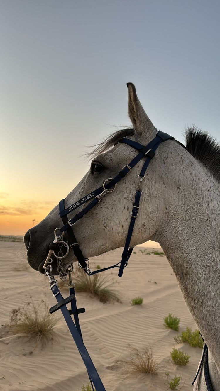 A close-up of a horse with a blue bridle, standing in a sandy desert landscape at sunset. The sky is softly illuminated with warm hues. Sparse vegetation is visible in the background.