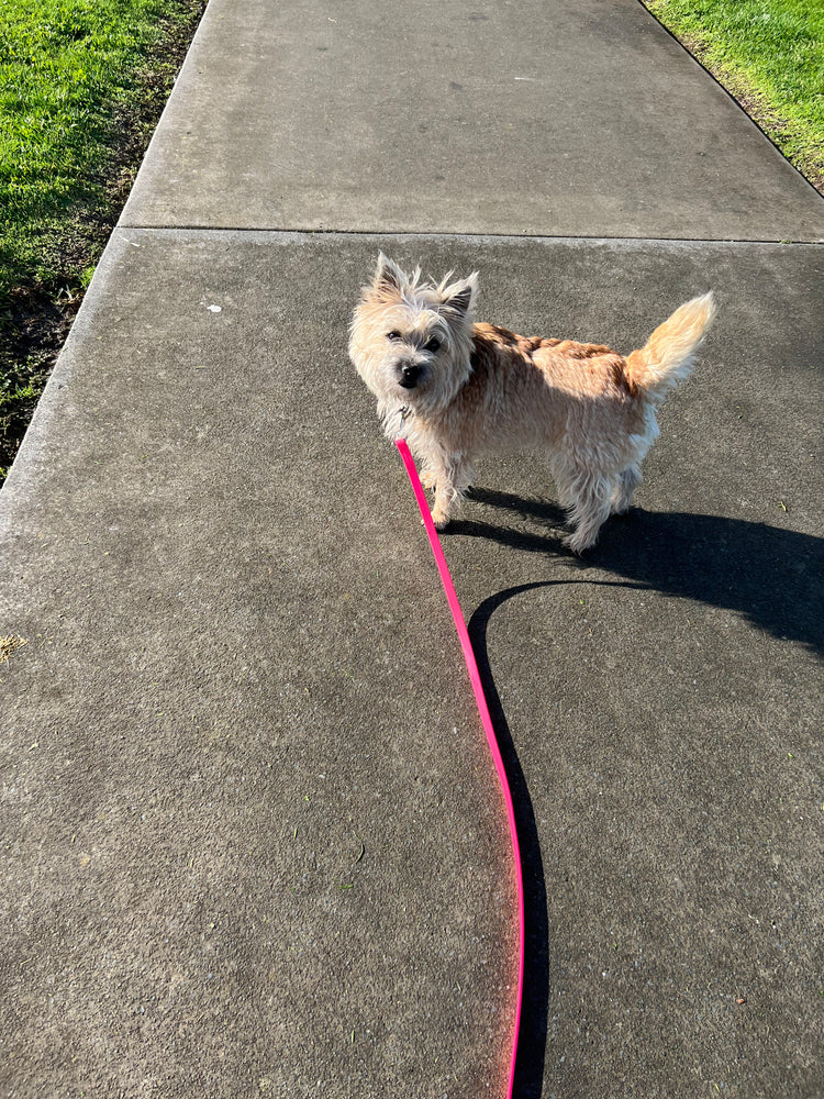 Premium BioThane®️ Collars & Leads Collection - Designed for Small Animals