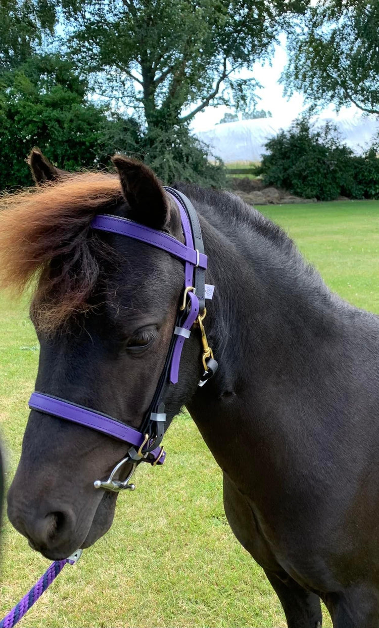 LS Simplicity Bridle Colour Ideas