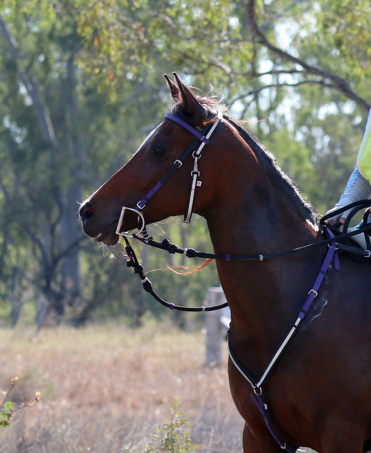 LS Reflective BioThane® Tack Colour Ideas