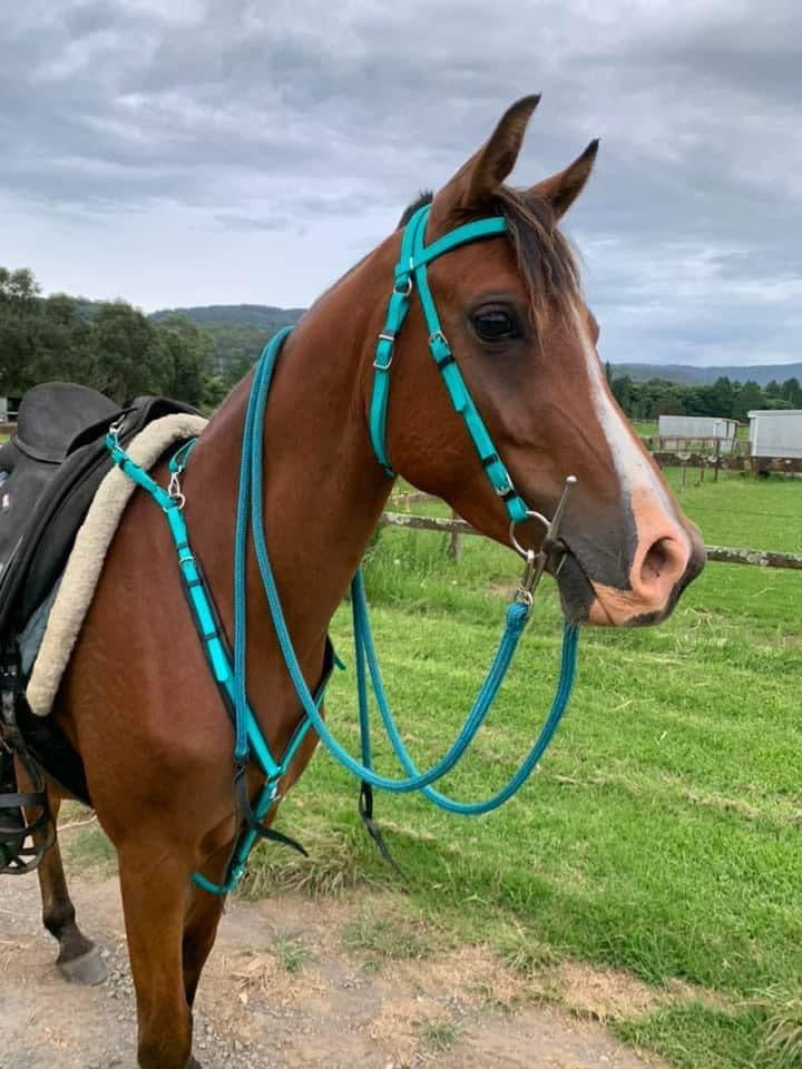 Race, Hackamore & Barcoo Bridle Colour Ideas