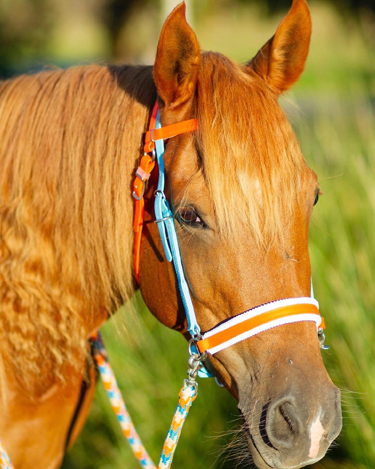 Chestnut horse with a light blue and orange bridle and lead rope stands in a grassy area. The horse's mane partially covers its eye, and the background is softly blurred.