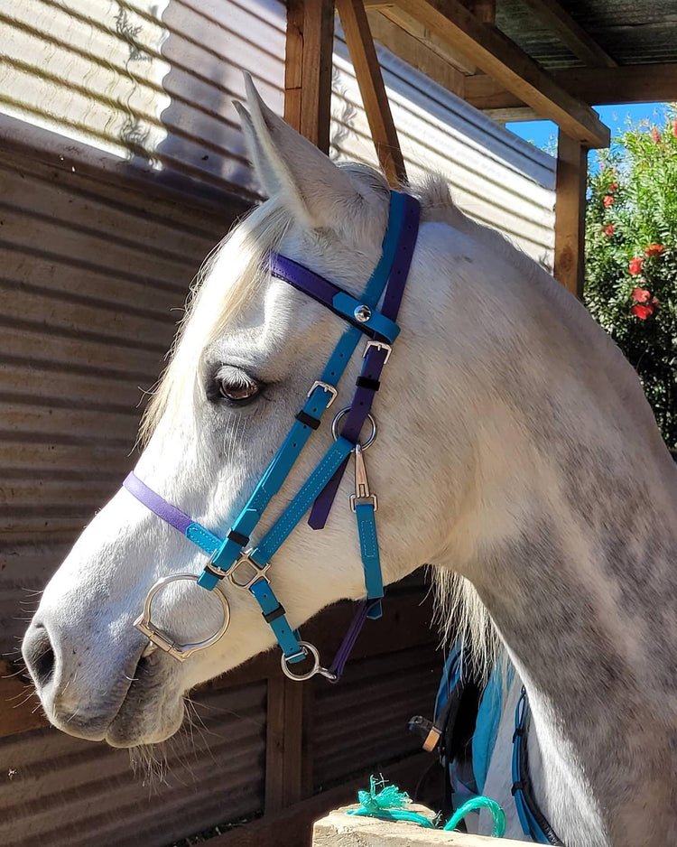 Bridle Collection 