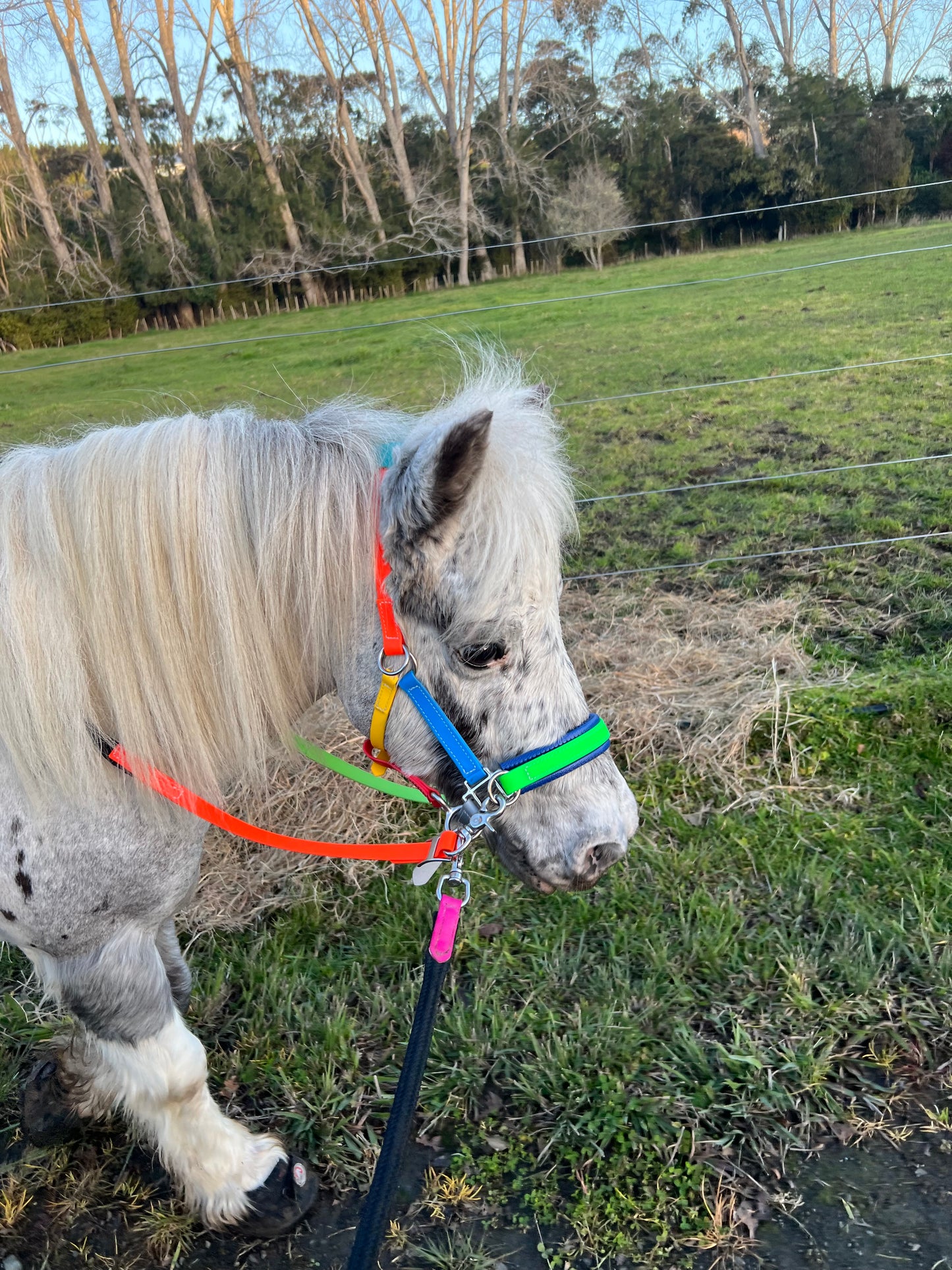Biothane®️ Endurance Bridle, 2 part bridle, deluxe bridle, trekking bridle, bridle. Equestrian, horse tack, endurance tack, biothane tack, bitless bridle, trekking bridle, horse, equine, beta biothane, beta, reflective, reflective biothane, reflective bridle, English bridle, cavesson bridle, Hanoverian bridle, English bridle, bridle with flash, flash noseband, racing bridle, race bridle, hackamore bridle, multi bridle, kids bridle, kids rainbow bridle, rainbow bridle, halter bridle
