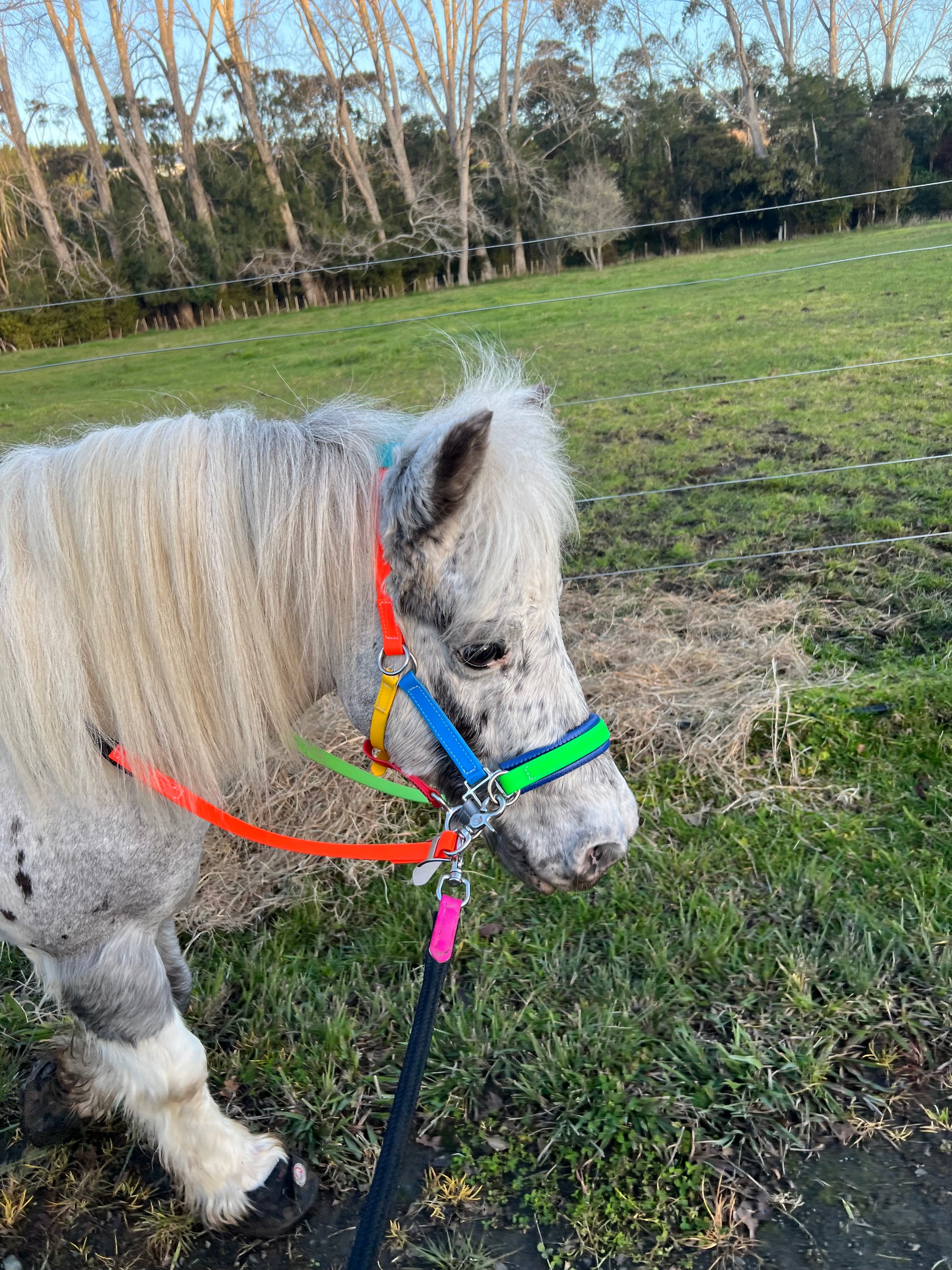 Biothane®️ Endurance Bridle, 2 part bridle, deluxe bridle, trekking bridle, bridle. Equestrian, horse tack, endurance tack, biothane tack, bitless bridle, trekking bridle, horse, equine, beta biothane, beta, reflective, reflective biothane, reflective bridle, English bridle, cavesson bridle, Hanoverian bridle, English bridle, bridle with flash, flash noseband, racing bridle, race bridle, hackamore bridle, multi bridle, kids bridle, kids rainbow bridle, rainbow bridle, halter bridle