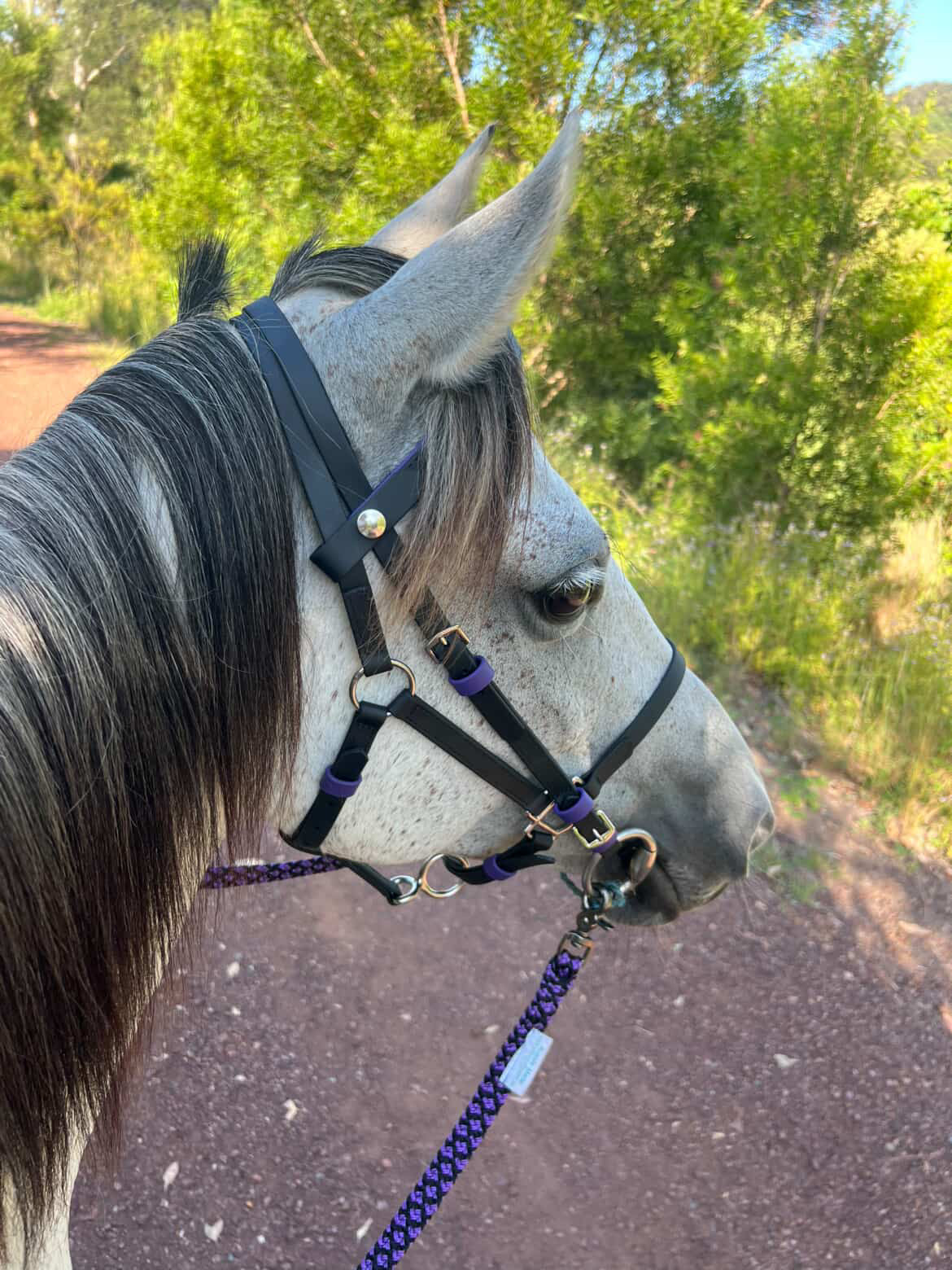 LS Deux Endurance 2 Part Bridle