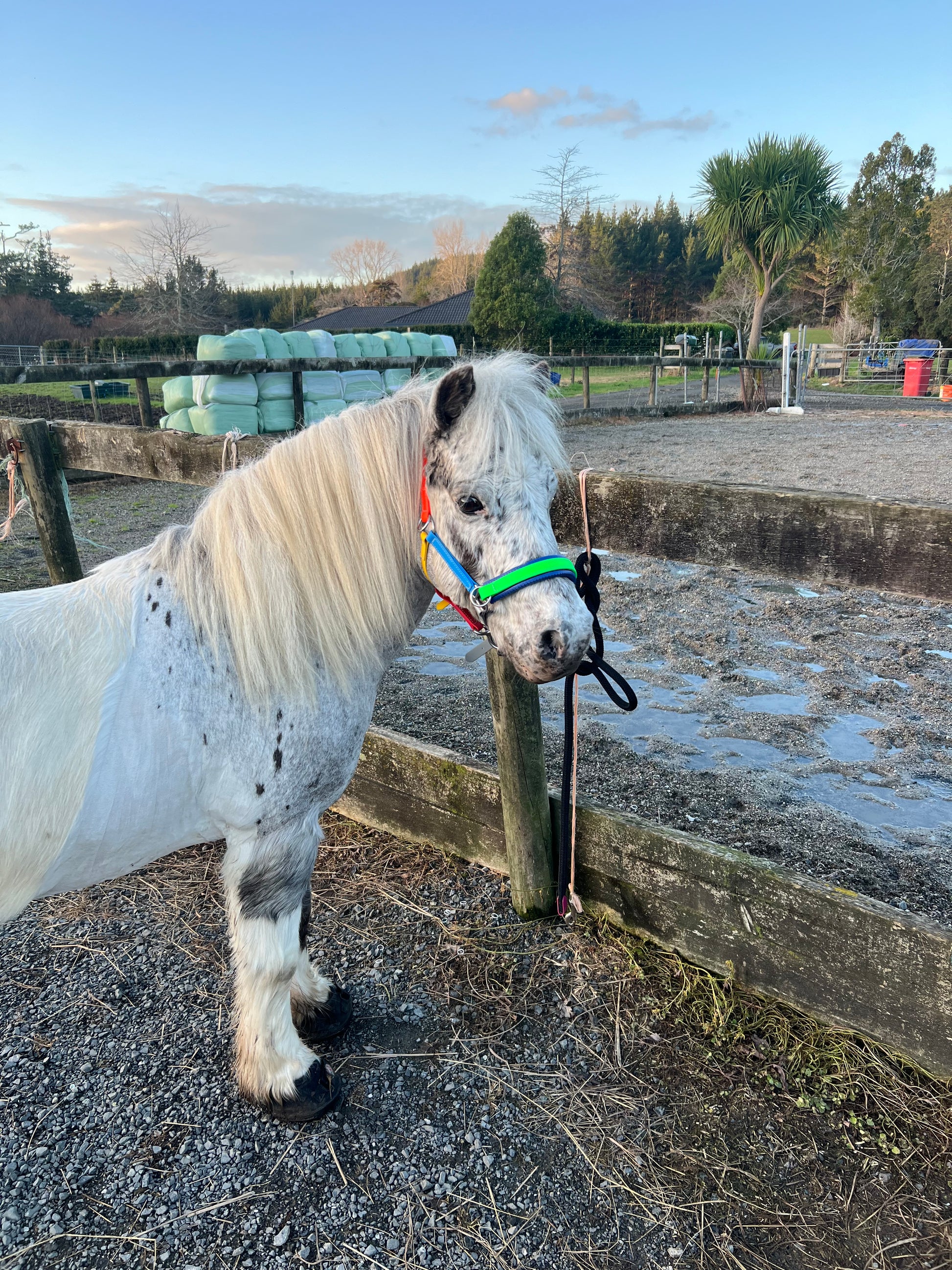 Biothane®️ Endurance Bridle, 2 part bridle, deluxe bridle, trekking bridle, bridle. Equestrian, horse tack, endurance tack, biothane tack, bitless bridle, trekking bridle, horse, equine, beta biothane, beta, reflective, reflective biothane, reflective bridle, English bridle, cavesson bridle, Hanoverian bridle, English bridle, bridle with flash, flash noseband, racing bridle, race bridle, hackamore bridle, multi bridle, kids bridle, kids rainbow bridle, rainbow bridle, halter bridle