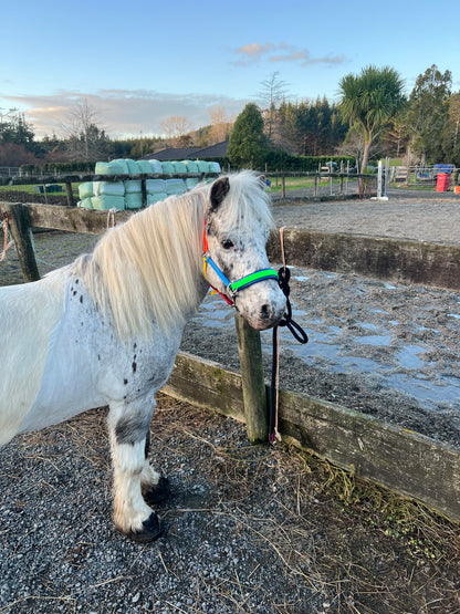 Biothane®️ Endurance Bridle, 2 part bridle, deluxe bridle, trekking bridle, bridle. Equestrian, horse tack, endurance tack, biothane tack, bitless bridle, trekking bridle, horse, equine, beta biothane, beta, reflective, reflective biothane, reflective bridle, English bridle, cavesson bridle, Hanoverian bridle, English bridle, bridle with flash, flash noseband, racing bridle, race bridle, hackamore bridle, multi bridle, kids bridle, kids rainbow bridle, rainbow bridle, halter bridle