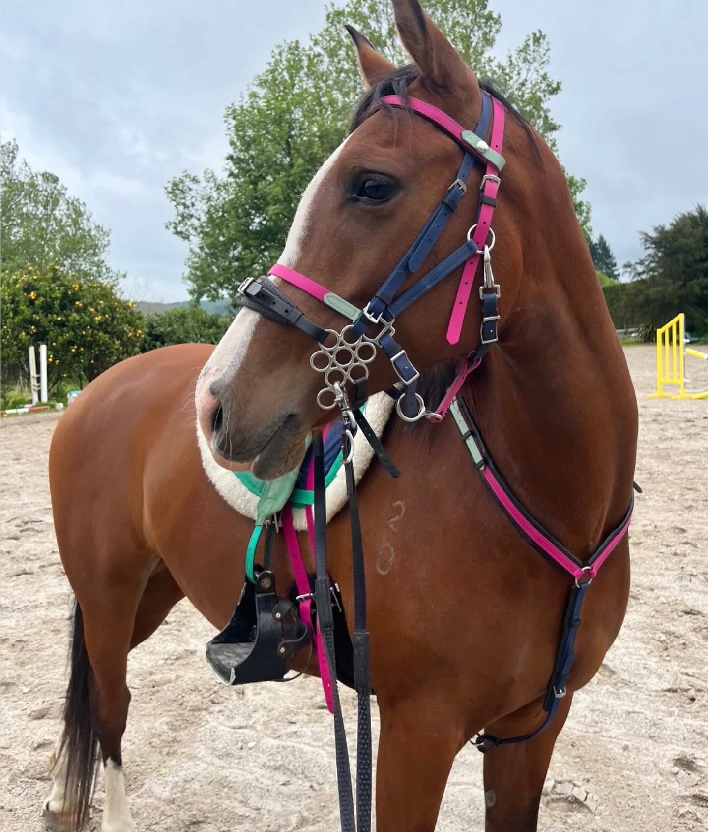 LS Deux Endurance 2 Part Bridle