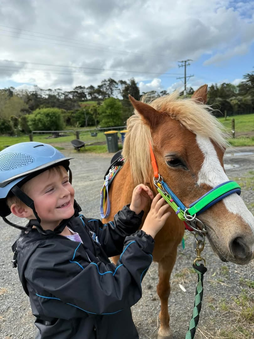 LS Scribbles Bitless Sidepull Halter Bridle