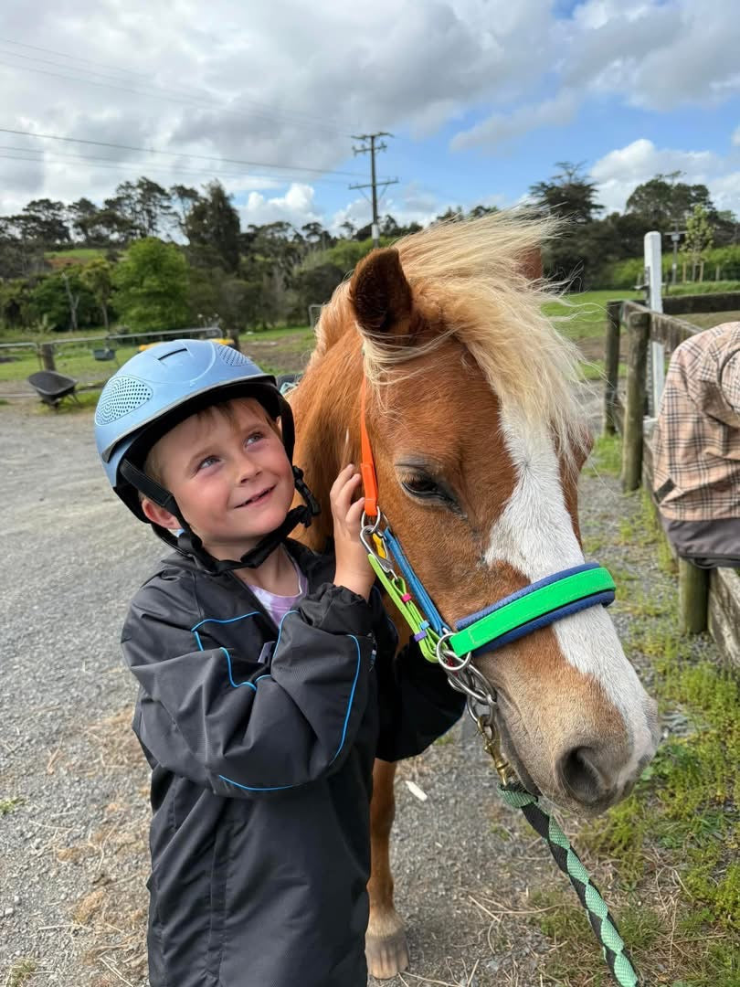 LS Scribbles Bitless Sidepull Halter Bridle
