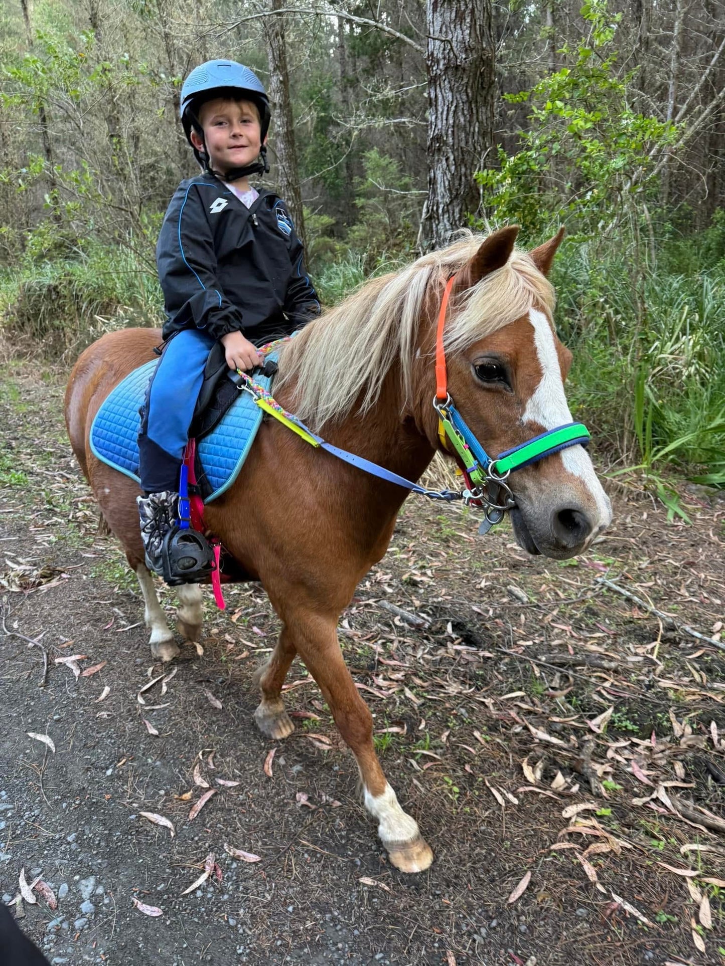 LS Scribbles Bitless Sidepull Halter Bridle