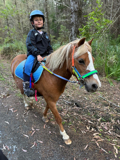 LS Scribbles Bitless Sidepull Halter Bridle